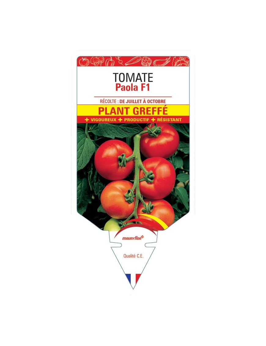 TOMATE PAOLA F1 PLANT GREFFÉ