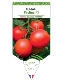 TOMATE PAOLINE F1