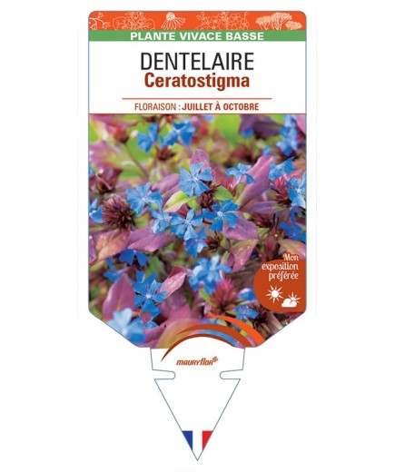 DENTELAIRE Ceratostigma (plumbaginoides) *