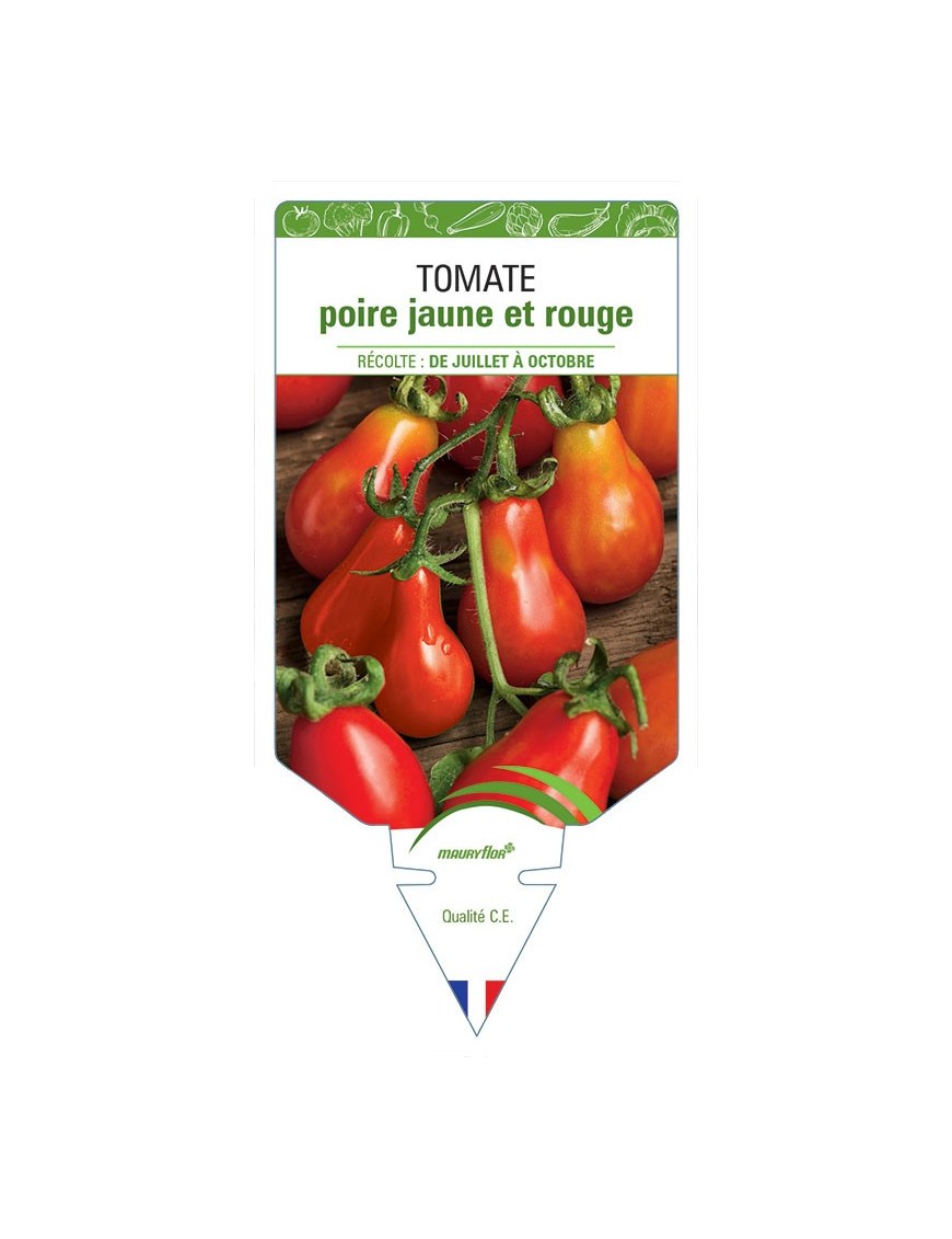 TOMATE POIRE JAUNE ET ROUGE