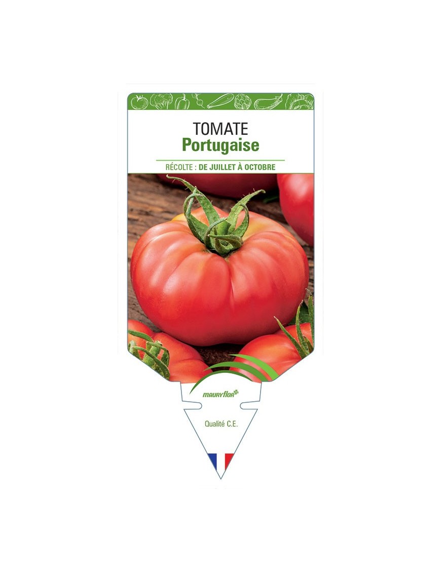 TOMATE PORTUGAISE