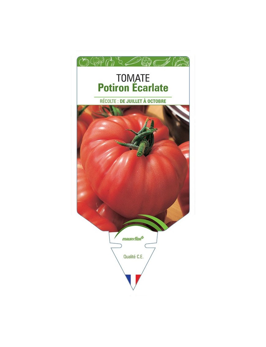 TOMATE POTIRON ÉCARLATE