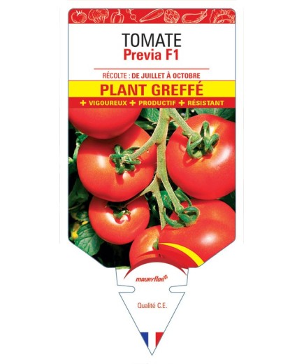 TOMATE PREVIA F1 PLANT GREFFÉ