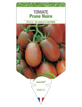 TOMATE PRUNE NOIRE