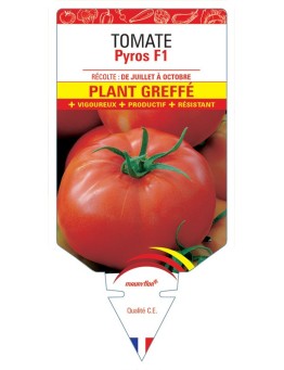TOMATE PYROS F1 PLANT GREFFÉ