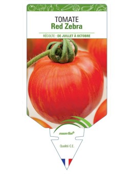 TOMATE RED ZEBRA