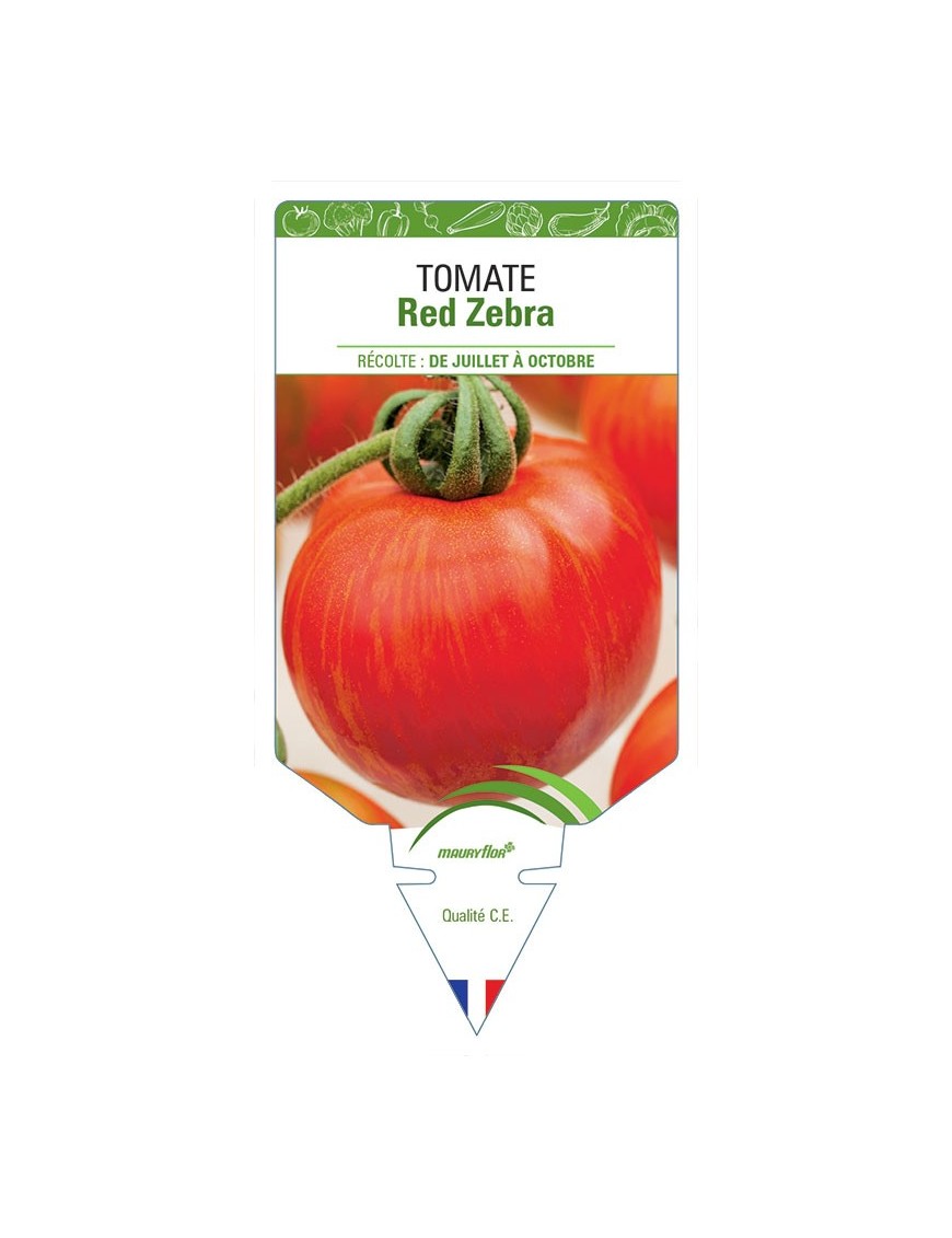 TOMATE RED ZEBRA