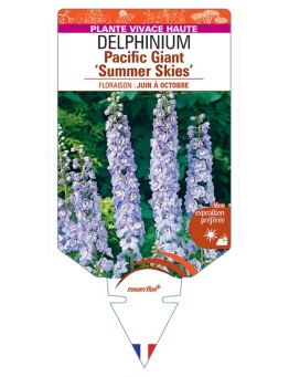 DELPHINIUM Pacific Giant 'SUMMER SKIES' (bleu clair œil blanc) *