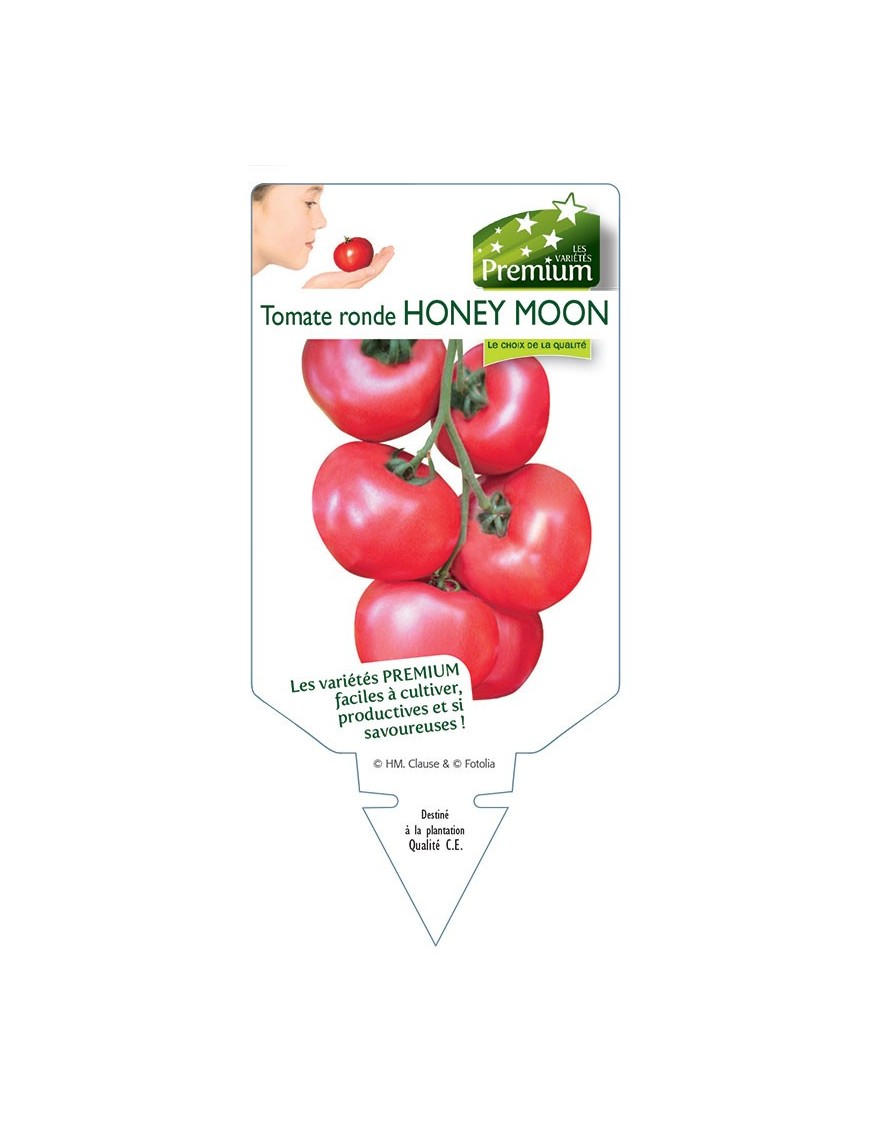 TOMATE RONDE HONEY MOON