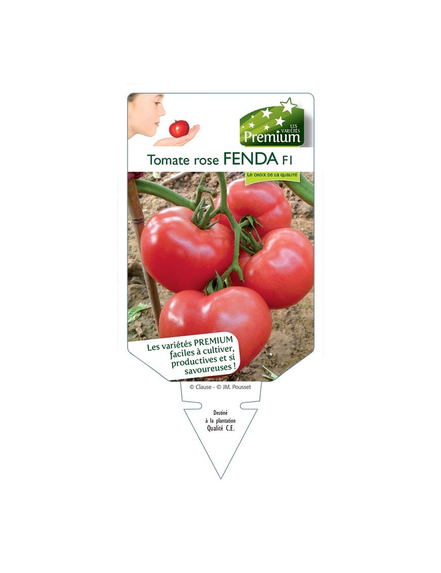 TOMATE ROSE FENDA F1