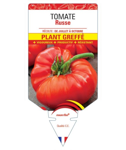 TOMATE RUSSE PLANT GREFFÉ