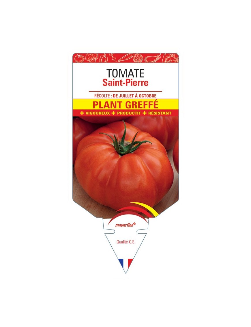 TOMATE SAINT-PIERRE PLANT GREFFÉ