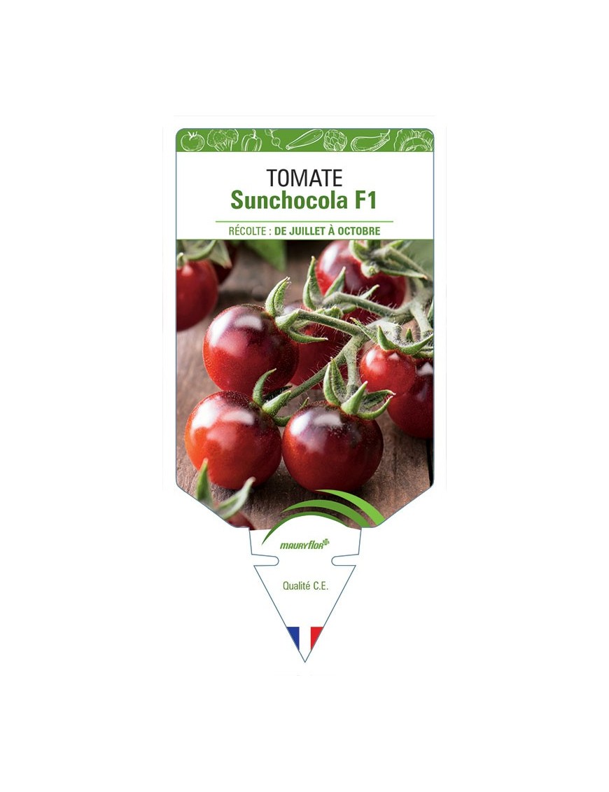 TOMATE SUNCHOCOLA F1