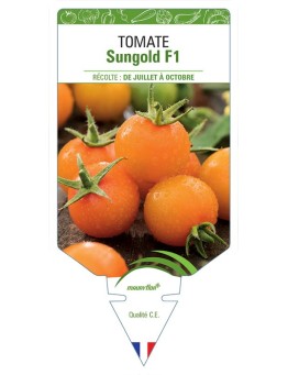TOMATE SUNGOLD F1