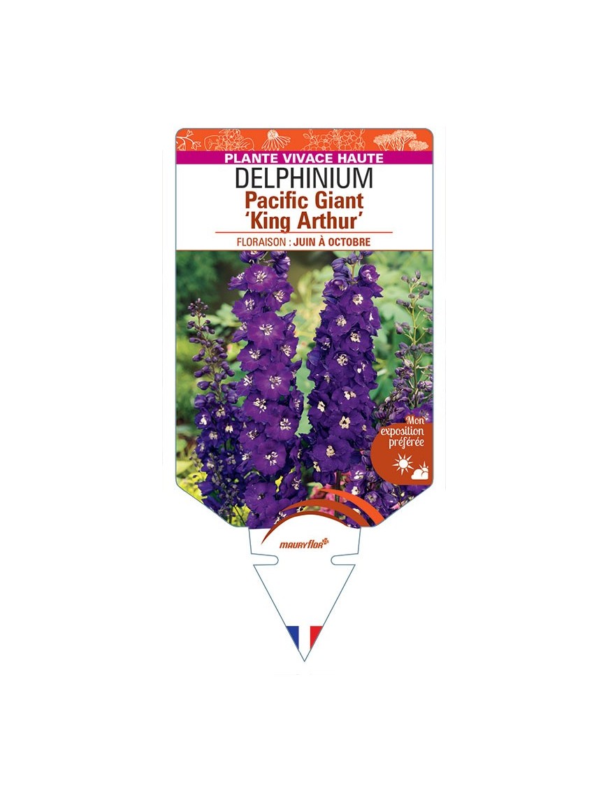DELPHINIUM Pacific Giant 'King Arthur' (pourpre œil blanc) *