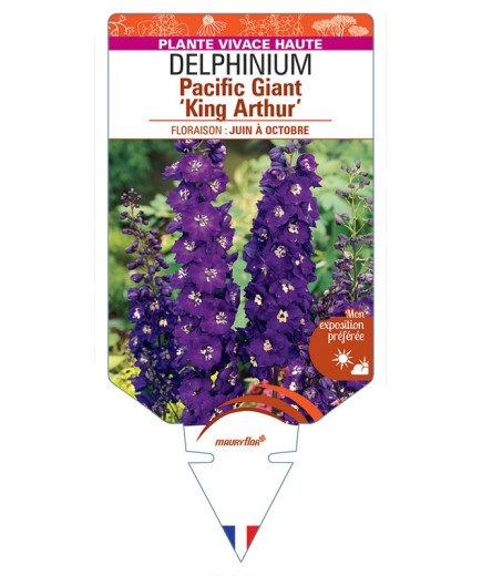 DELPHINIUM Pacific Giant 'King Arthur' (pourpre œil blanc) *