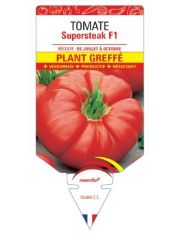 TOMATE SUPERSTEAK F1 PLANT GREFFÉ