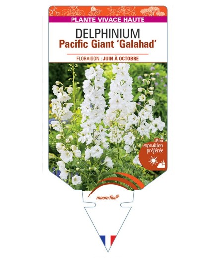 DELPHINIUM Pacific Giant 'Galahad' (blanc pur) *