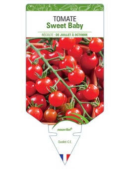 TOMATE SWEET BABY