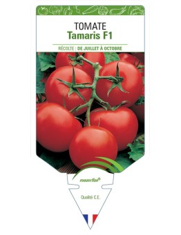 TOMATE TAMARIS F1