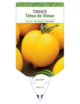 TOMATE TÉTON DE VÉNUS