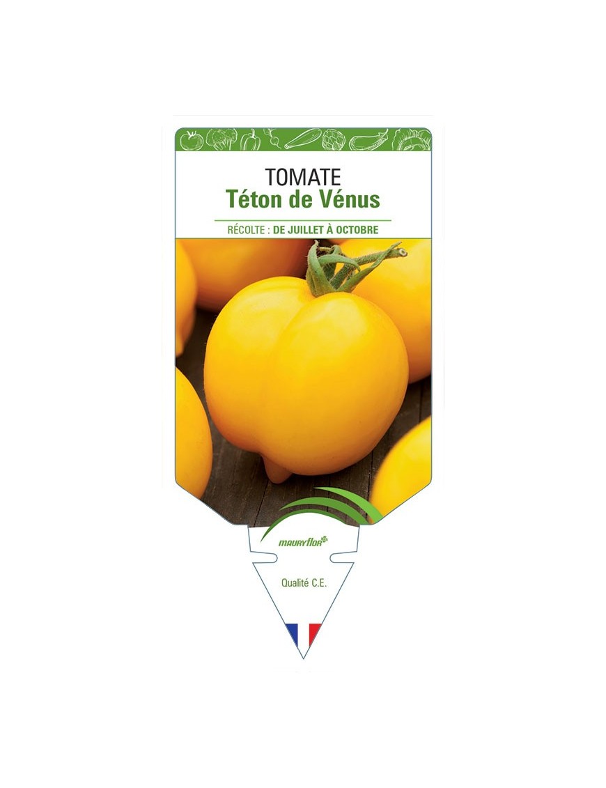 TOMATE TÉTON DE VÉNUS
