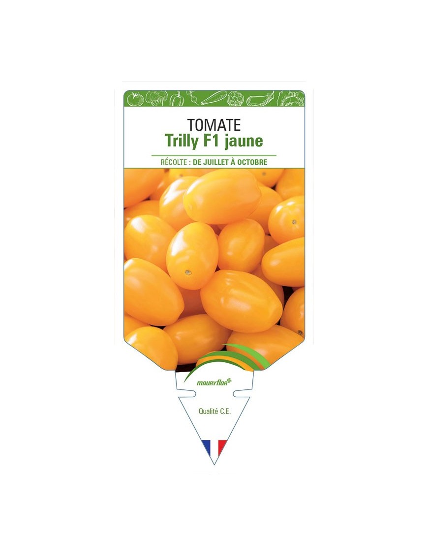 TOMATE TRILLY F1 JAUNE