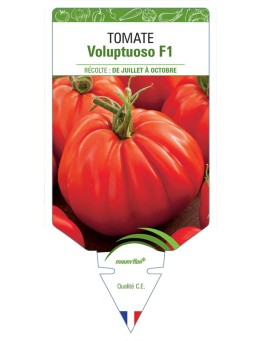 TOMATE VOLUPTUOSO F1