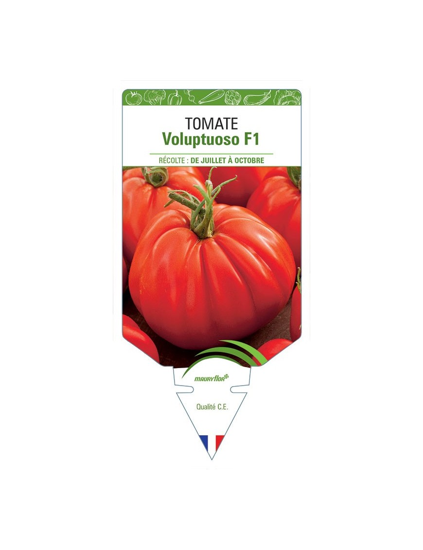 TOMATE VOLUPTUOSO F1