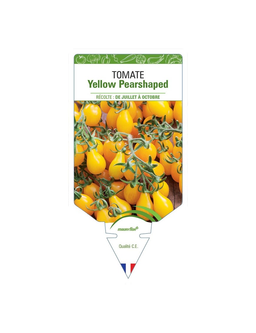 TOMATE YELLOW PEARSHAPED