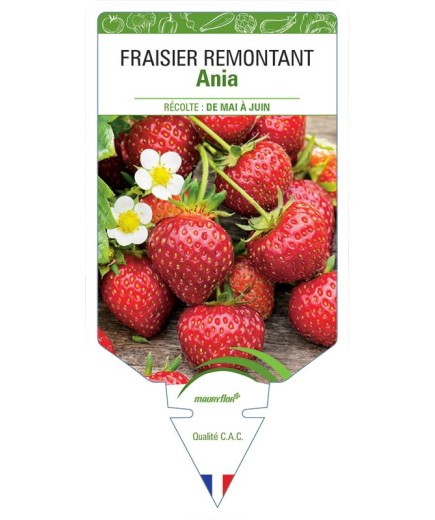 FRAISIER ANIA