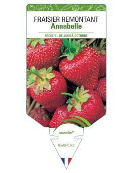 FRAISIER ANNABELLE