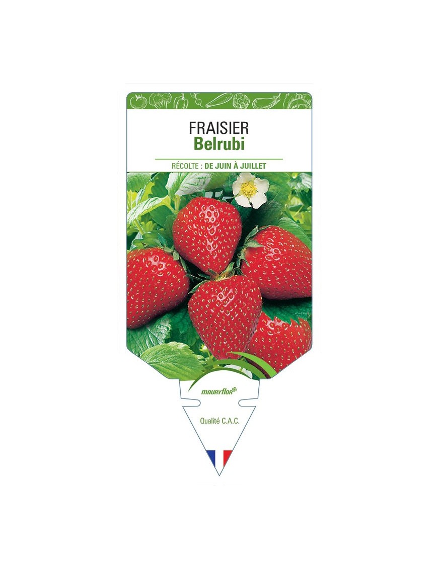 FRAISIER BELRUBI