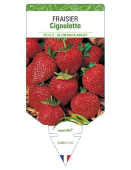 FRAISIER CIGOULETTE