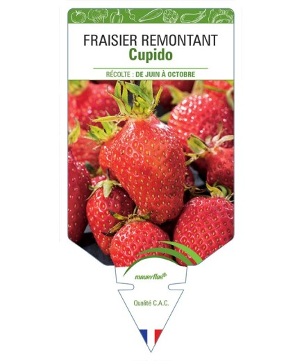 FRAISIER CUPIDO