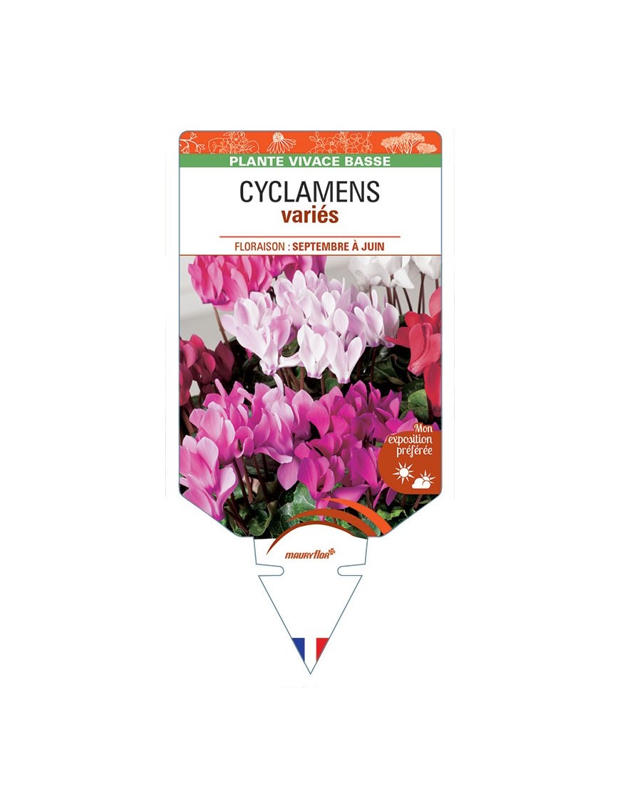 CYCLAMEN (variés) *