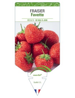 FRAISIER FAVETTE
