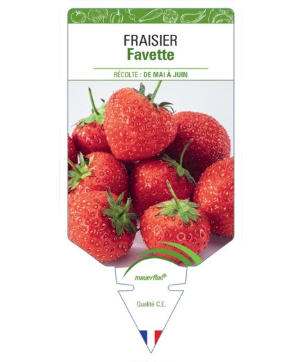 FRAISIER FAVETTE