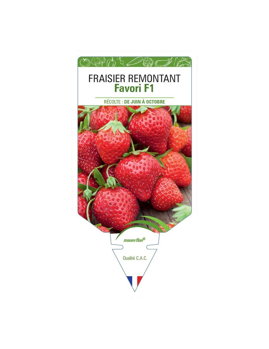 FRAISIER FAVORI F1