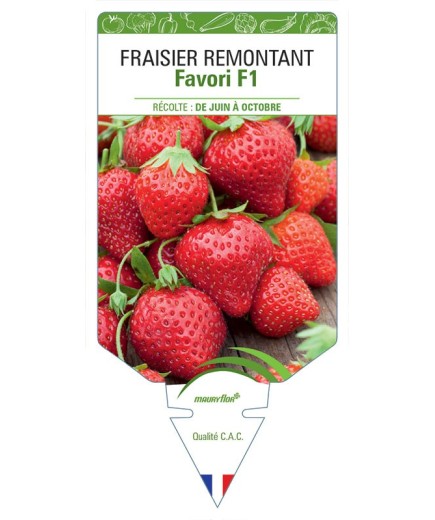 FRAISIER FAVORI F1