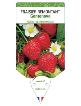 FRAISIER GENTONOVA