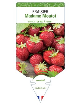 FRAISIER MADAME MOUTOT