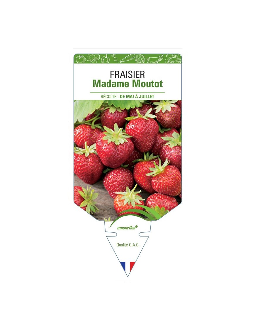 FRAISIER MADAME MOUTOT