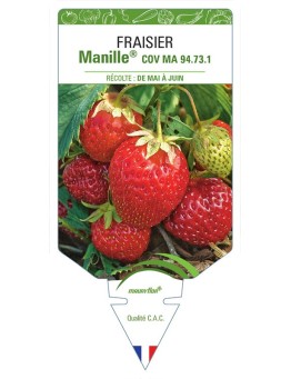 FRAISIER MANILLE® COV MA 94.73.1