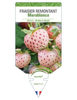 FRAISIER MARABLANCA