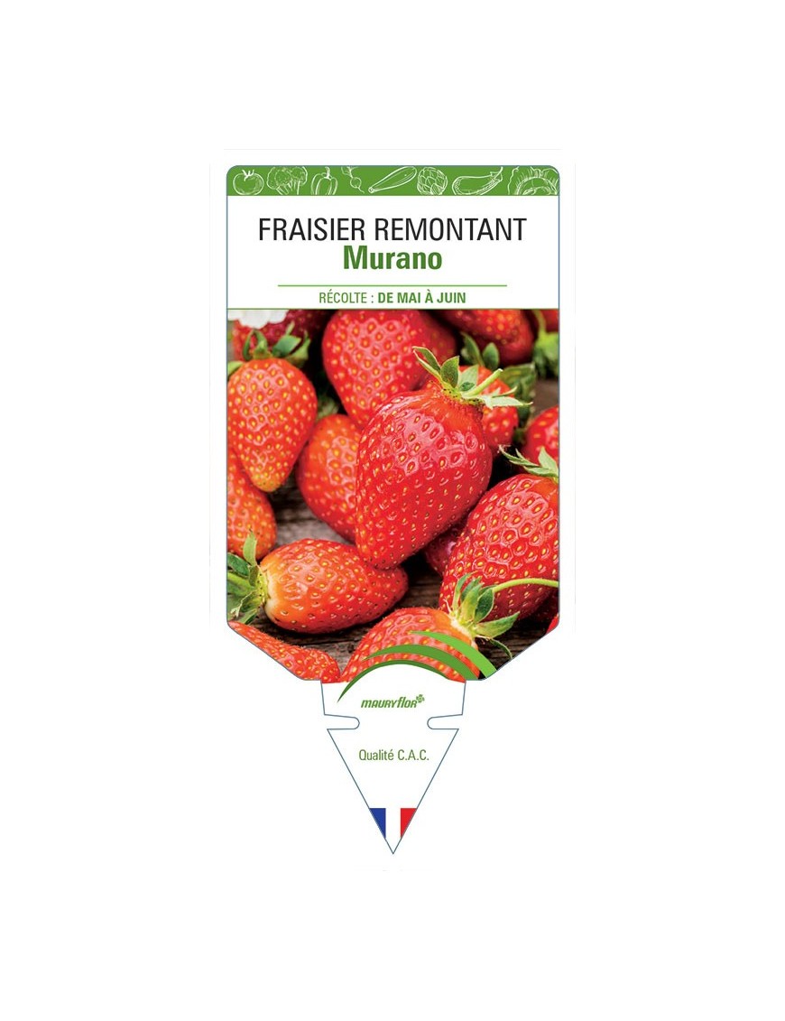 FRAISIER MURANO