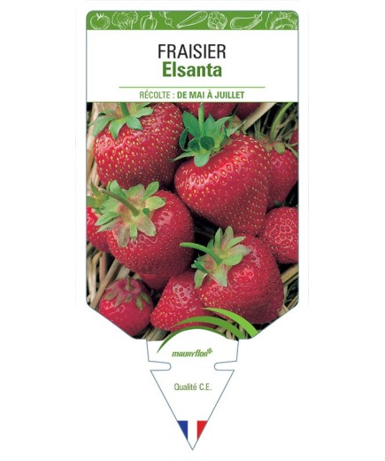 FRAISIER NON REMONTANT ELSANTA
