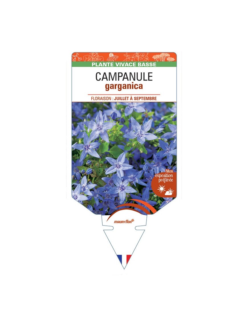 CAMPANULE GARGANICA (bleu) *