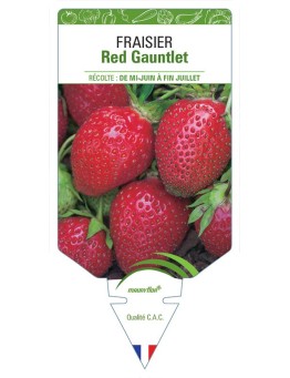 FRAISIER RED GAUNTLET