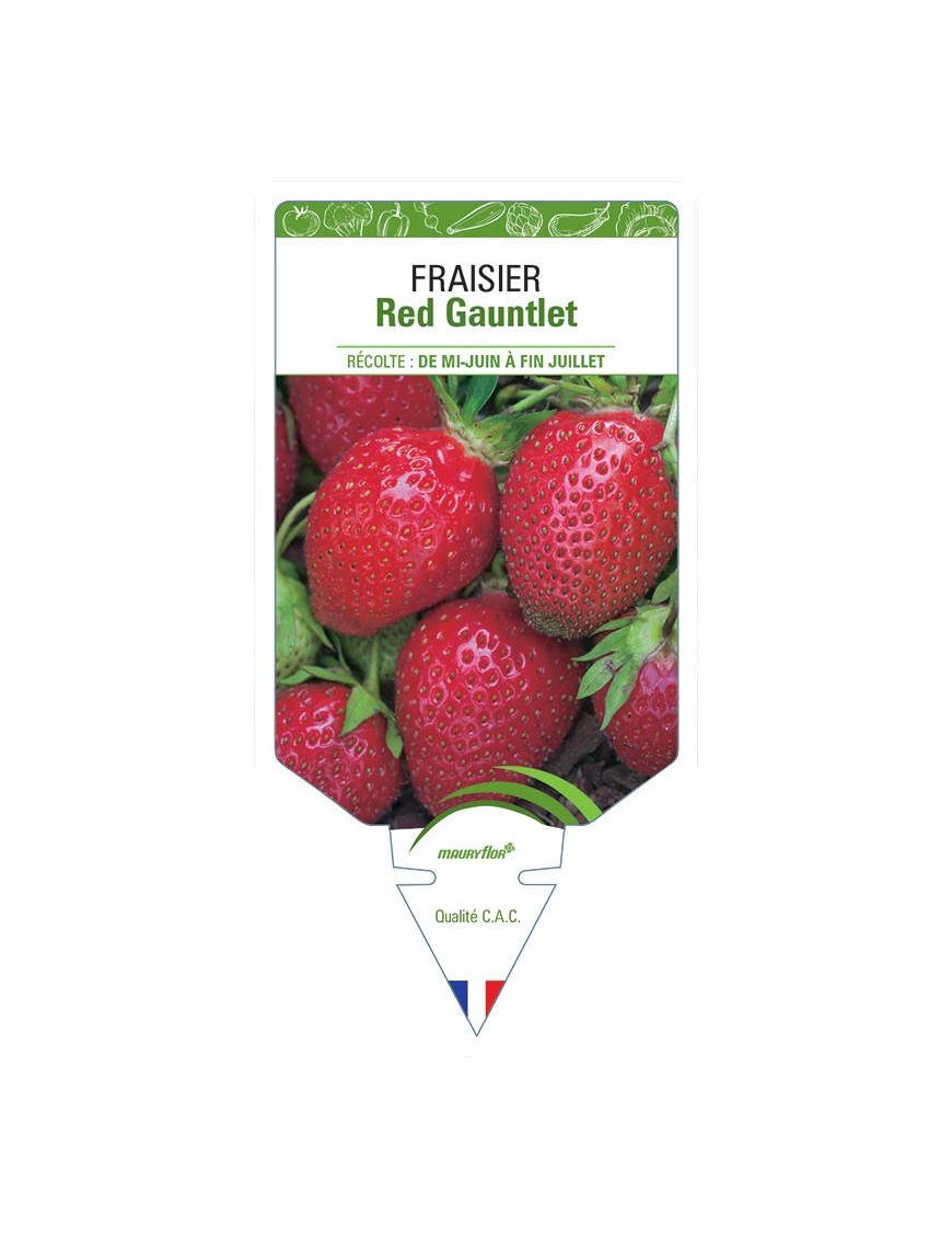 FRAISIER RED GAUNTLET